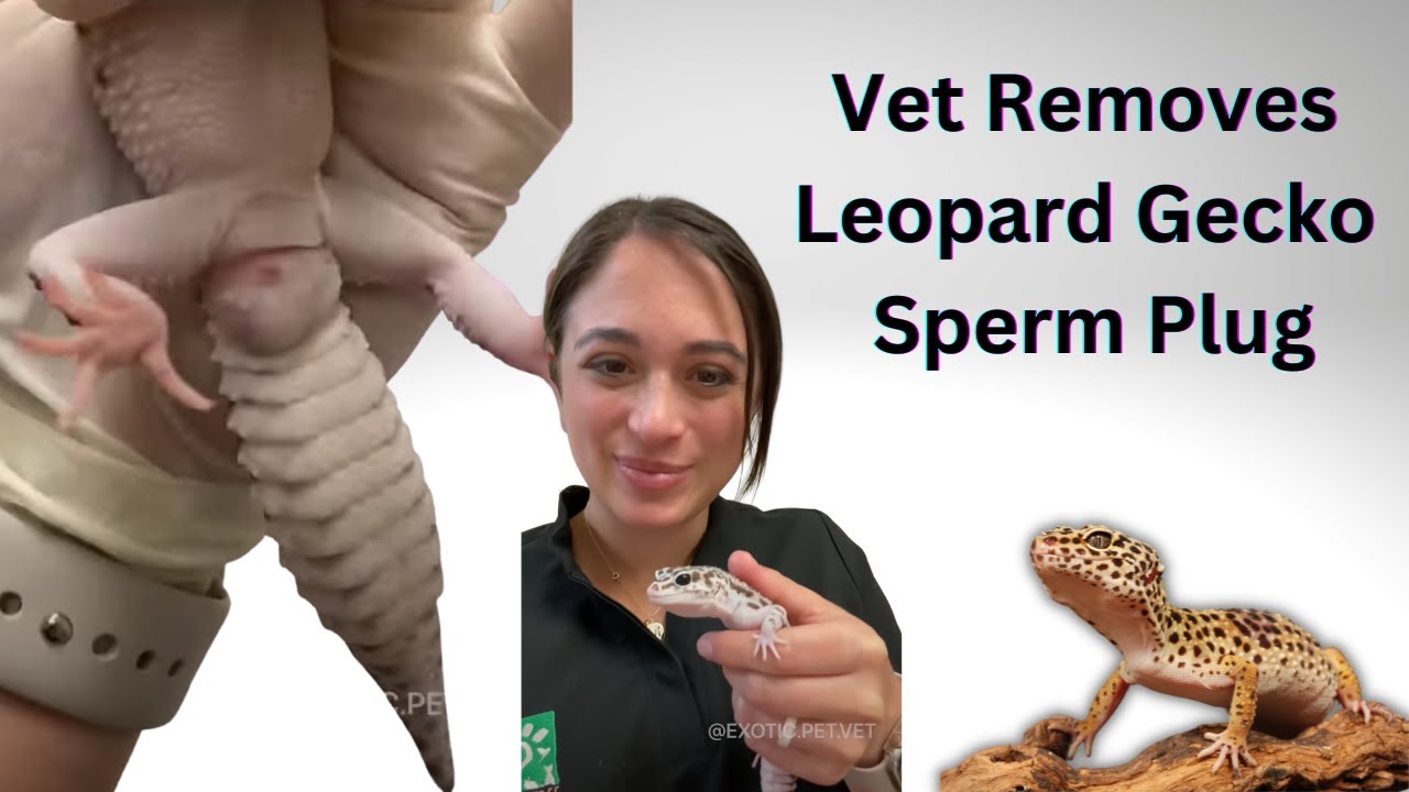 Veterinarian Removes Leopard Gecko Sperm Plug - How to Treat Impacted Hemipenes