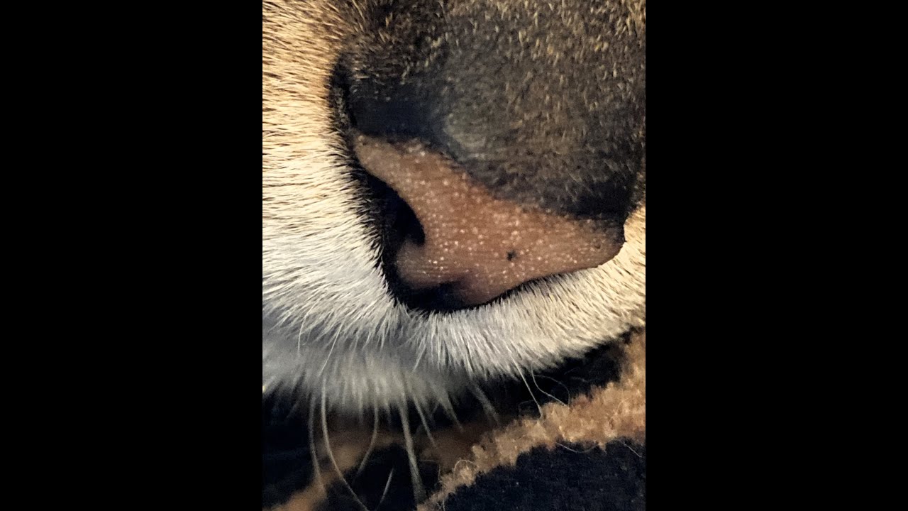 Veterinarian Talks About Oral Tumors in Dogs and Cats