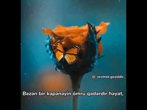 Vhaccap statusları, sevgi statusları ❤️, mənalı sözlər sevgiyə aid , qəmli statuslar 2020😍🖇️🖤