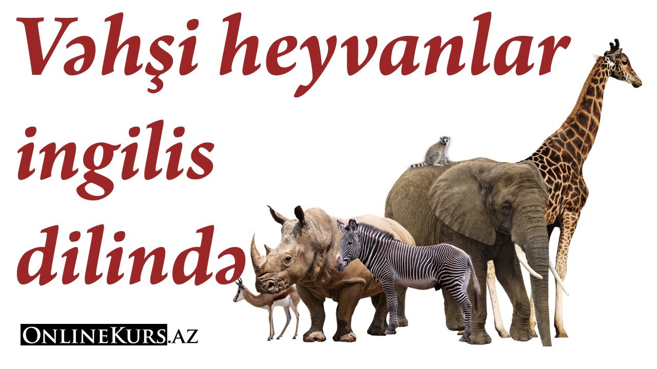 Vəhşi heyvanlar ingilis dilində