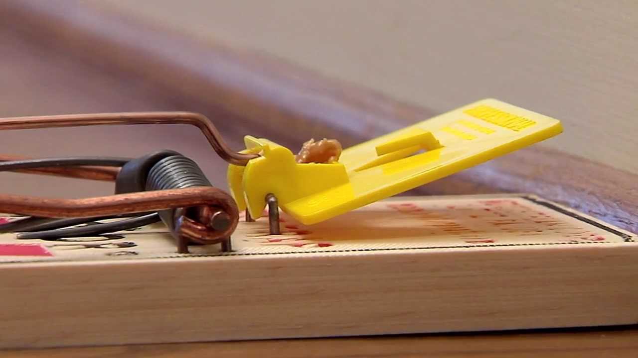 Victor Easy Set Rat Trap Instructional Video