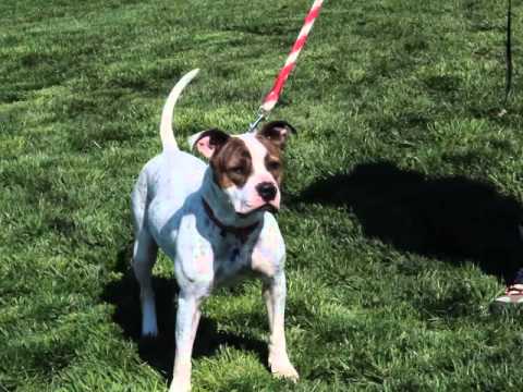 Victoria-Available at the Humane Society of Missouri
