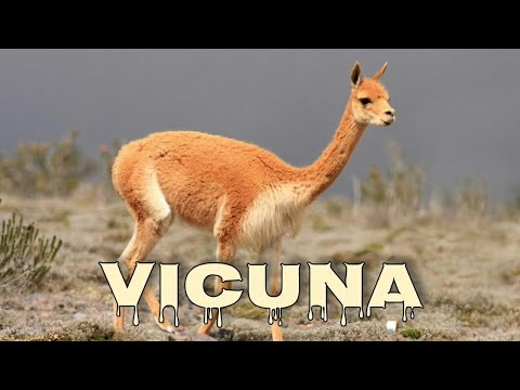 Vicuna sound, vicuna scream