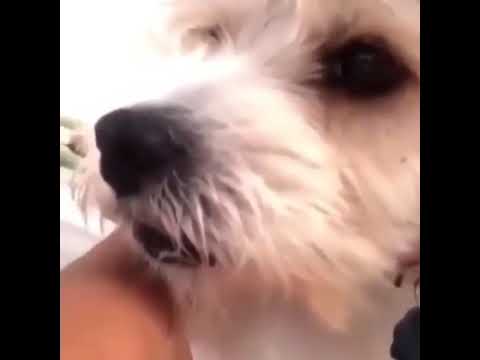 Video chistoso mascota gracioso Perro lame  su dueña se asusta cuando tose x el coronavirus
