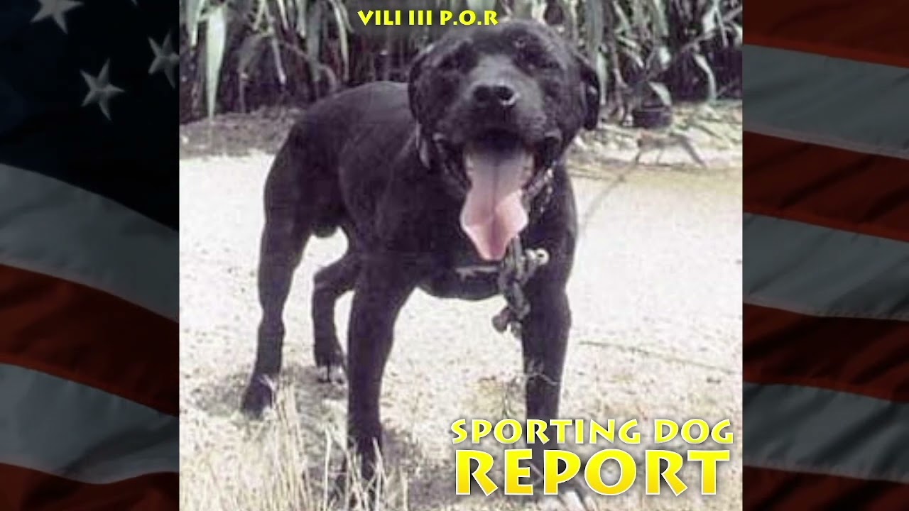 VILI III P.O.R _ Father of the Ecuadorian Legend Gr Ch Coata ROM || American Pit Bull Terrier