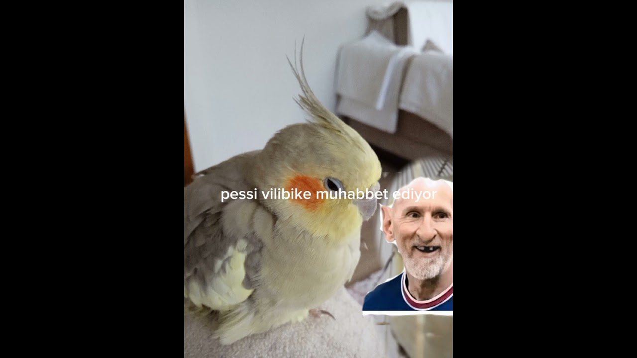 Vilibik çok soğuk kanlı
