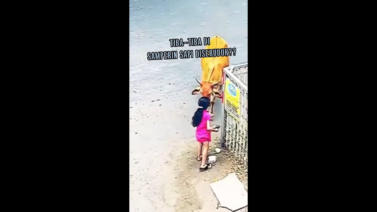 Viral!! Anak perempuan tiba-tiba di samperin sapi Diseruduk?Atau??#viral #sapi#fyp #shorts