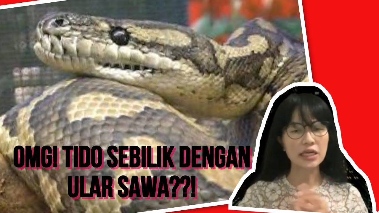 [VIRAL] GELI WEHH!!!! VIDEO ULAR SAWA BATIK KENA TANGKAP DENGAN AWEK JPAM!!