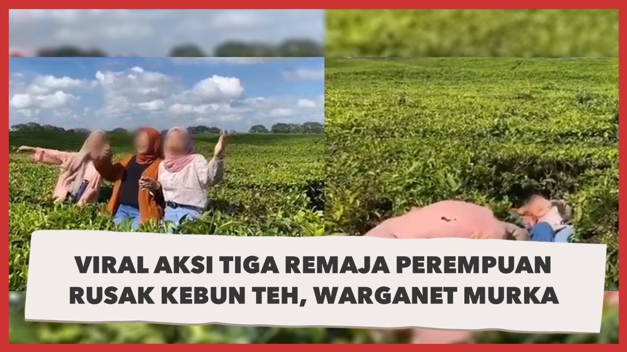 Viral Tiga Remaja Perempuan Rusak Kebun Teh, Warganet: Akhlak Not Found