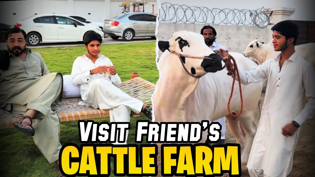 Visit Friend's Cattle Farm In Talagang | Talagang City Tour | Dr Eman Ali