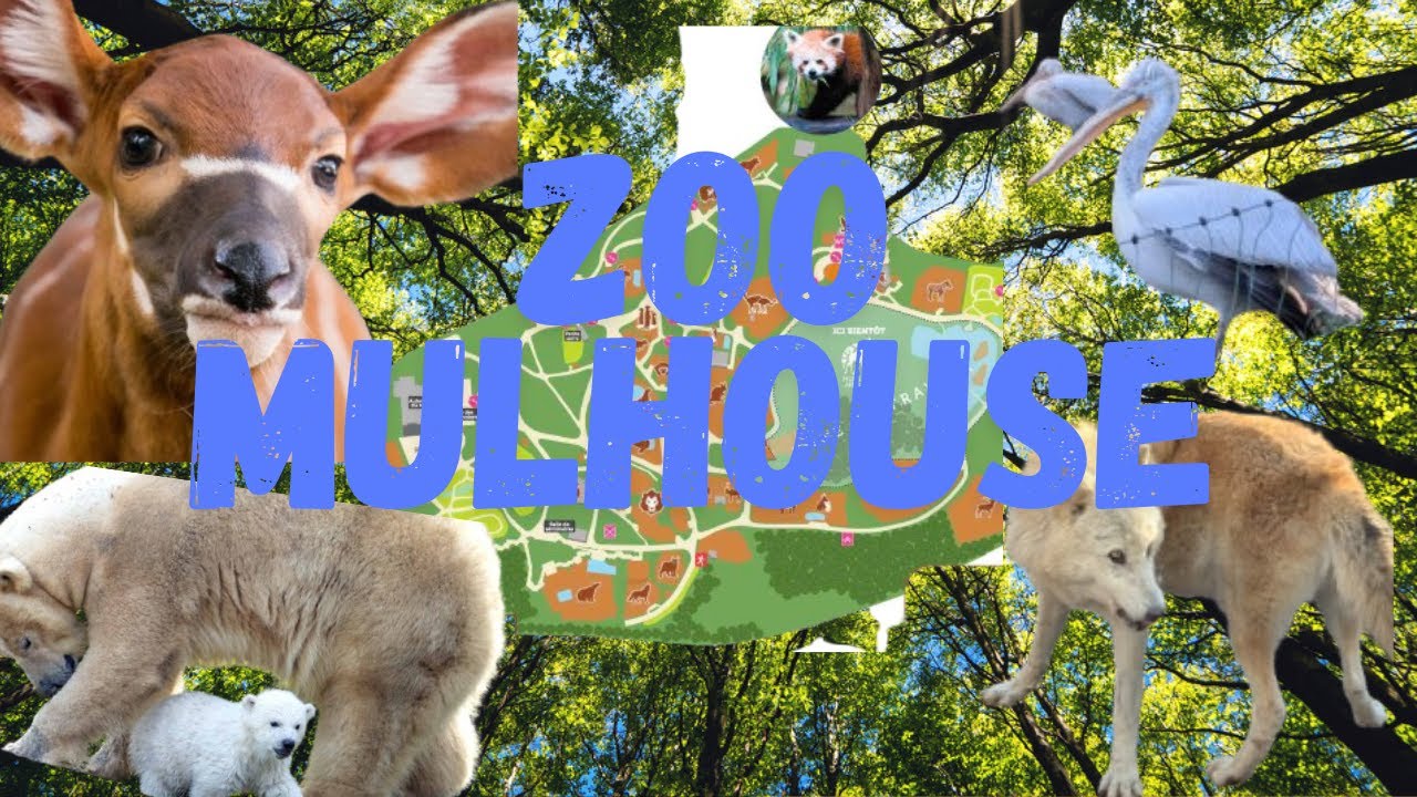 Visite ZOO de Mulhouse