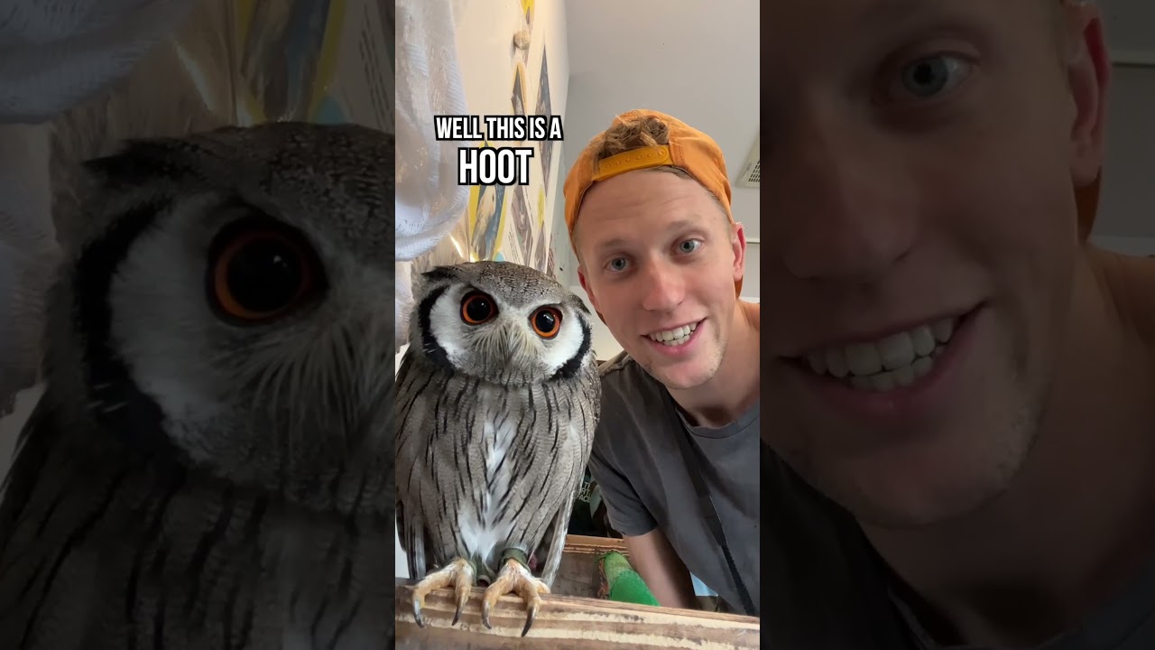 Visiting an OWL CAFE in Tokyo, Japan! #shorts