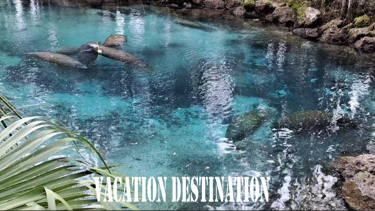 Visiting Three Sisters Springs Crystal River Florida / BIGGEST GATHERING SPOT MANATEE NORTH AMERICA