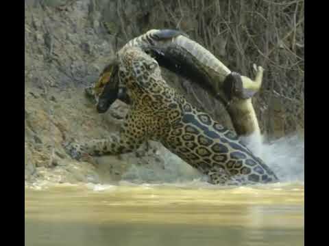 Vita ya Chui na Mamba mtoni