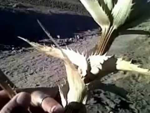 Volcano of Toluca.wmv