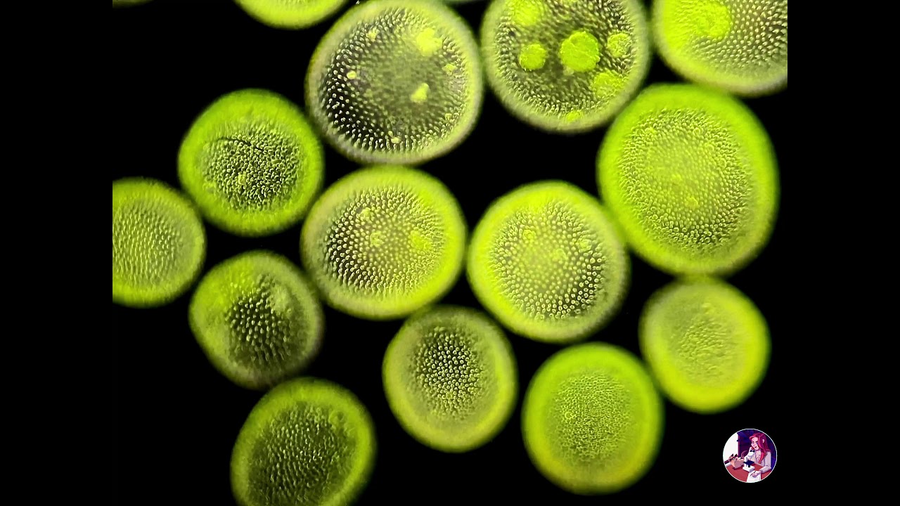 Volvox, an incredible view of a unique algae
