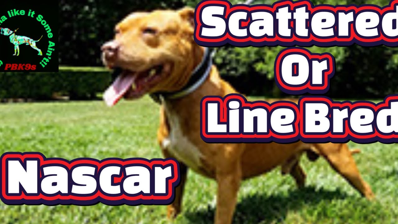 Wait Before you buy Allstar’s Nascar  #dog #dogbreed #marino