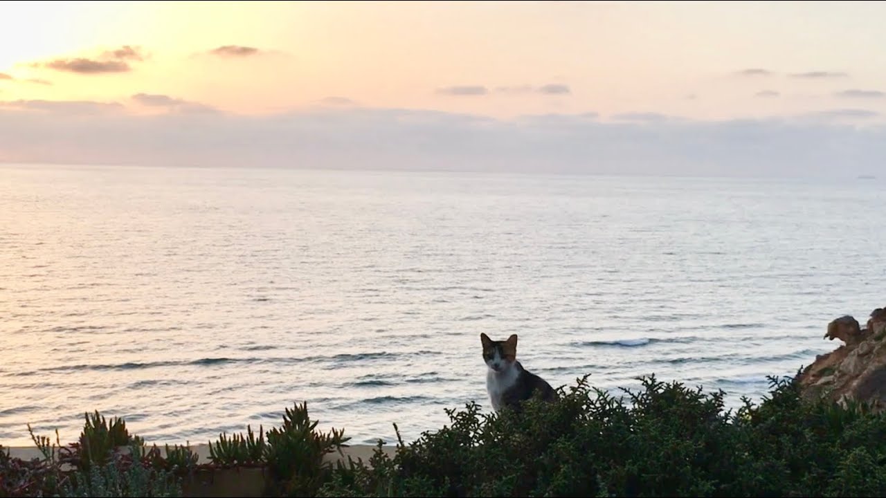 Walking at sunset by the sea, I fed a cute calico cat