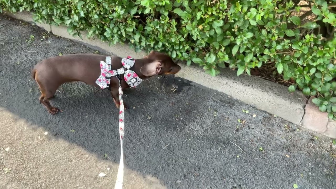 Walking Doris
