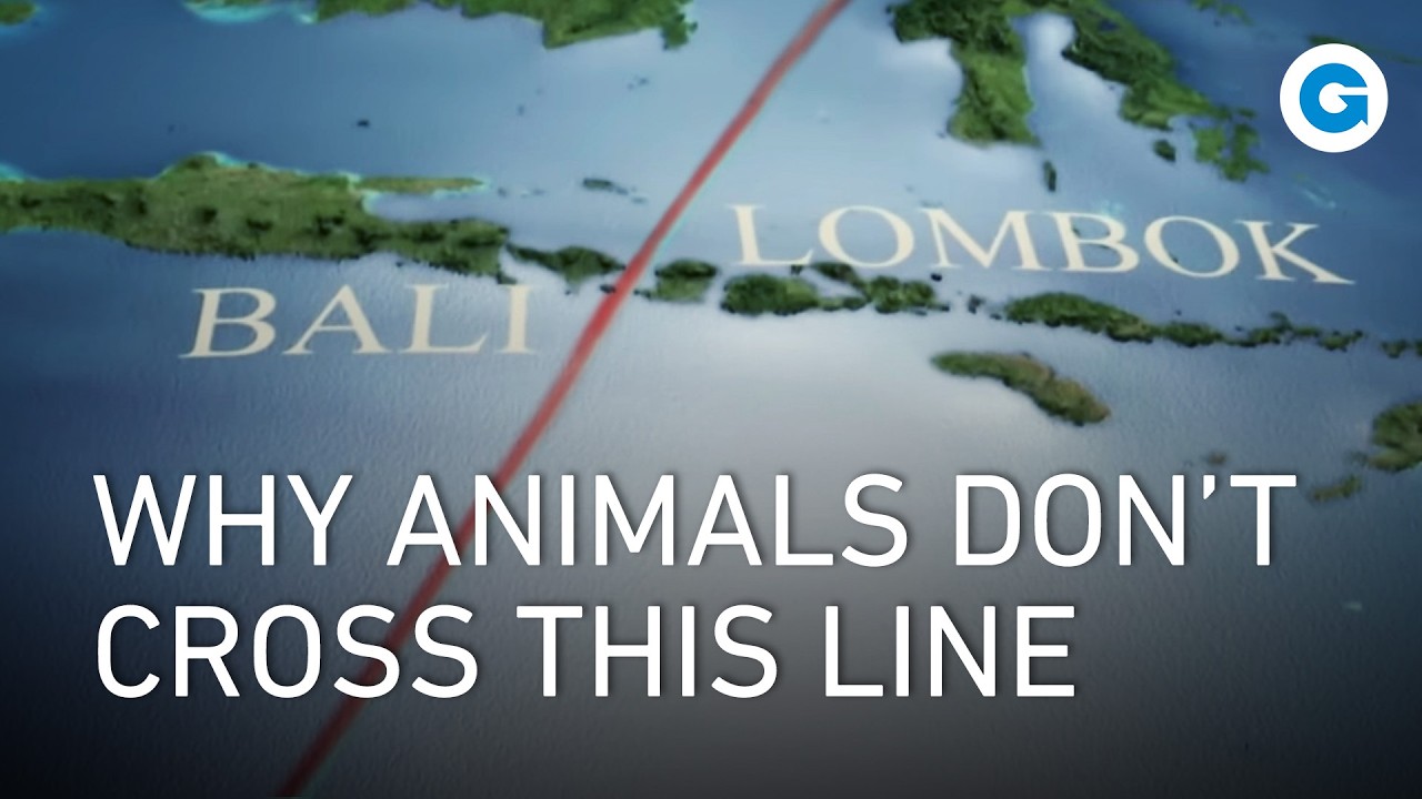Wallacea: The Mysterious Line Where Asia Meets Australasia | Full Documentary