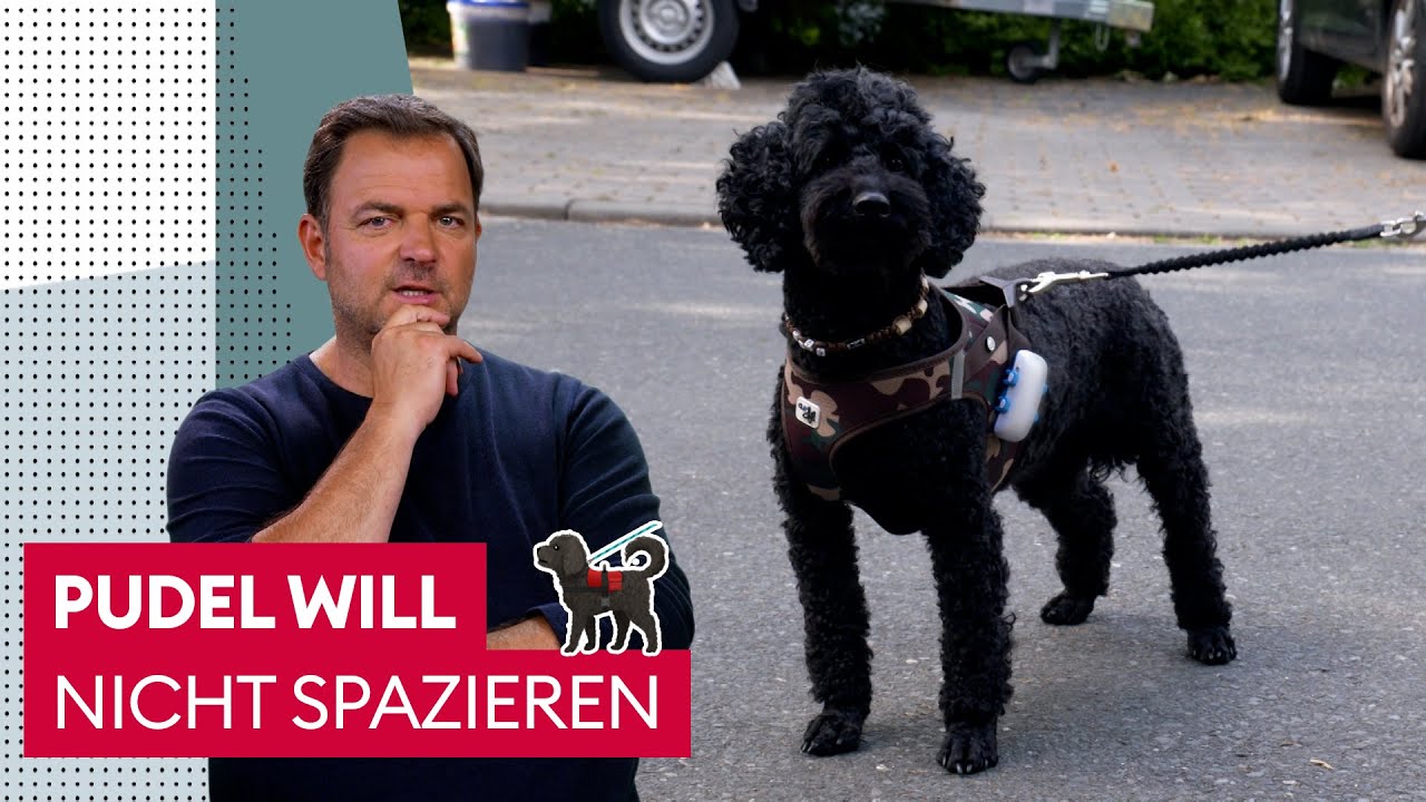 Warum will Coco nicht mit ihrem Herrchen Gassi gehen? | Der Hundeprofi