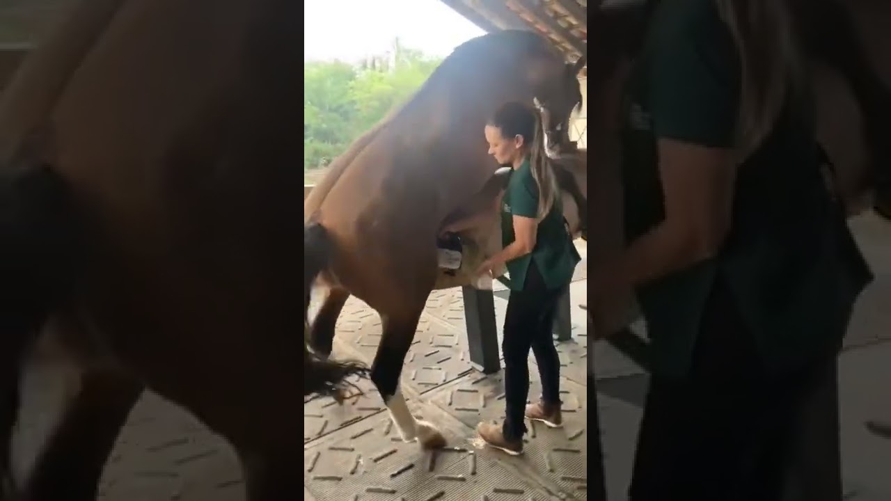 wash  dd penis Artificial breeding hose