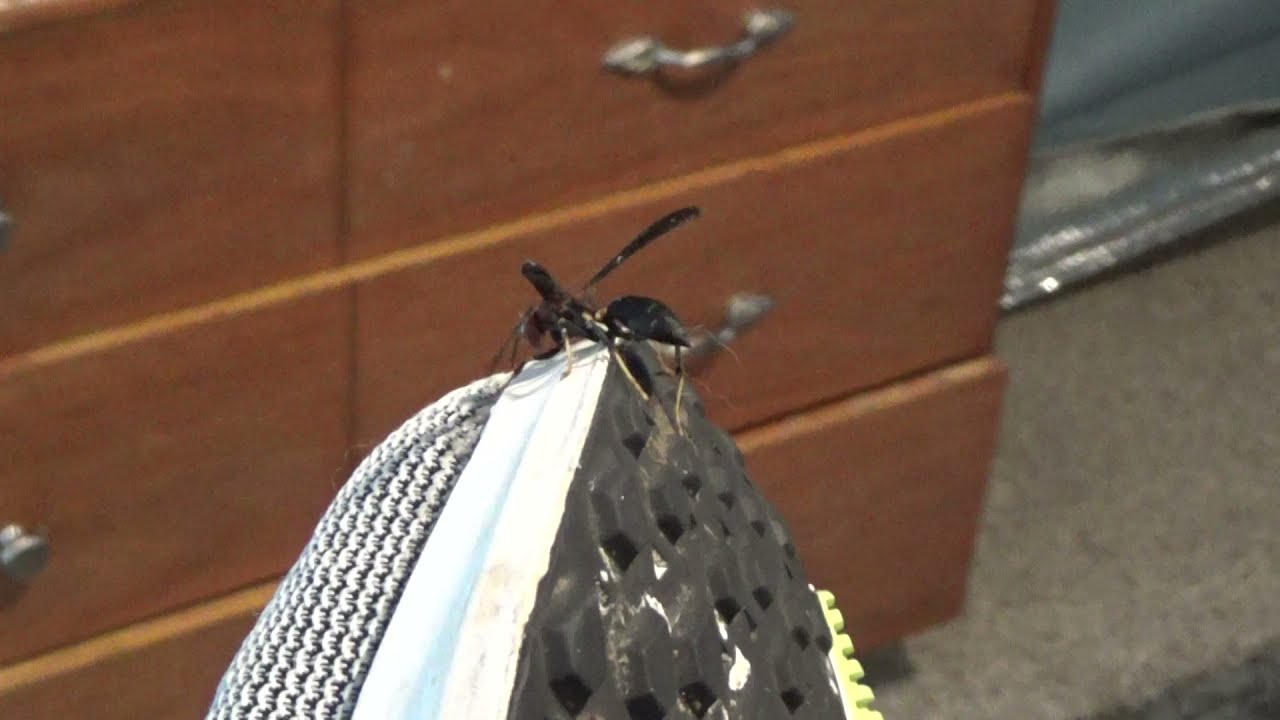 Wasp Chillin with my Nike Zoom 7 Part 1