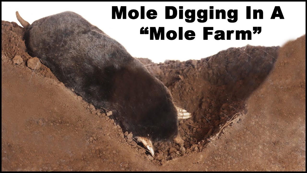 Watch a mole dig tunnels in the 