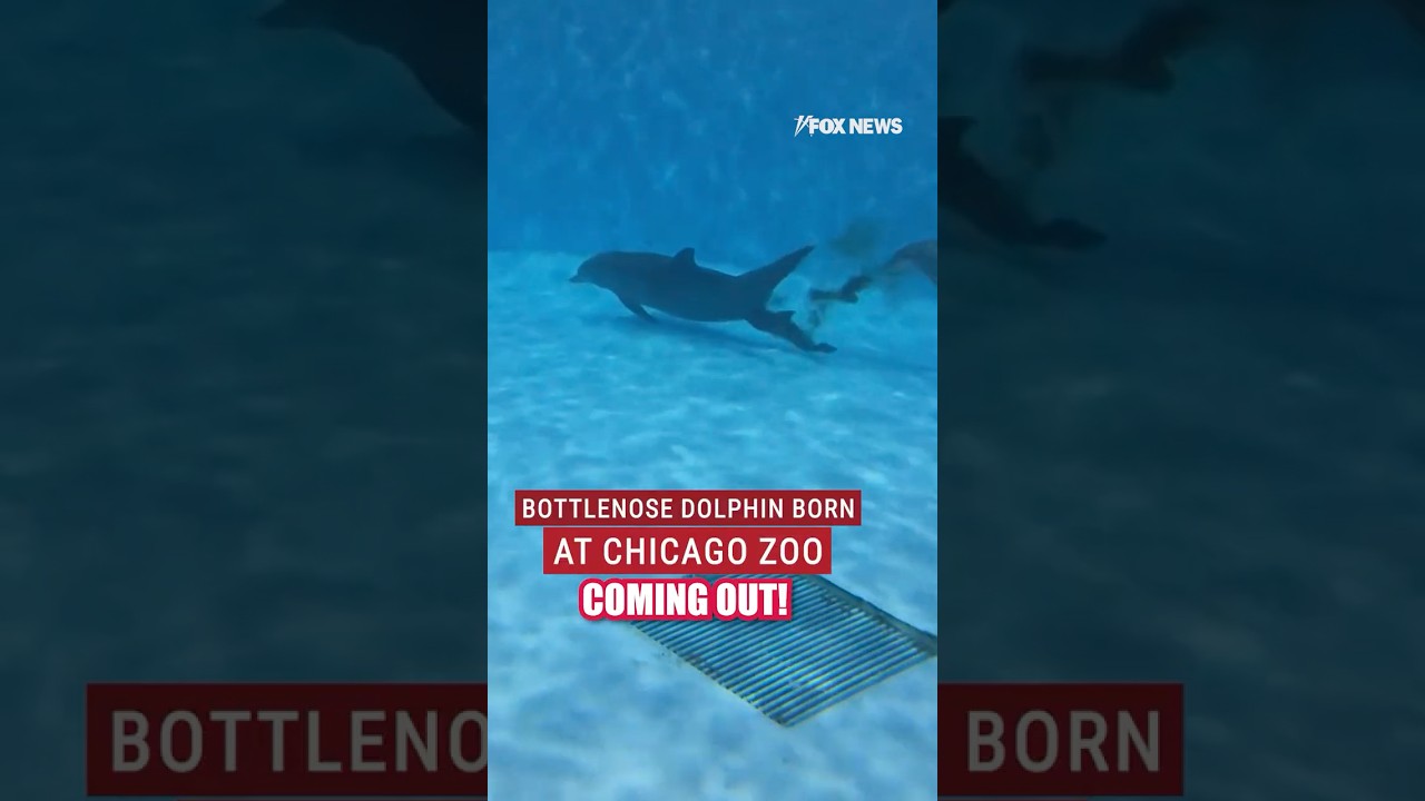 WATCH: Adorable dolphin calf born at Chicago zoo #shorts #animals #dolphin #chicago #zoo #usa