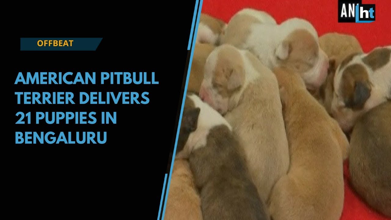 Watch: American pitbull delivers 21 puppies in Bengaluru