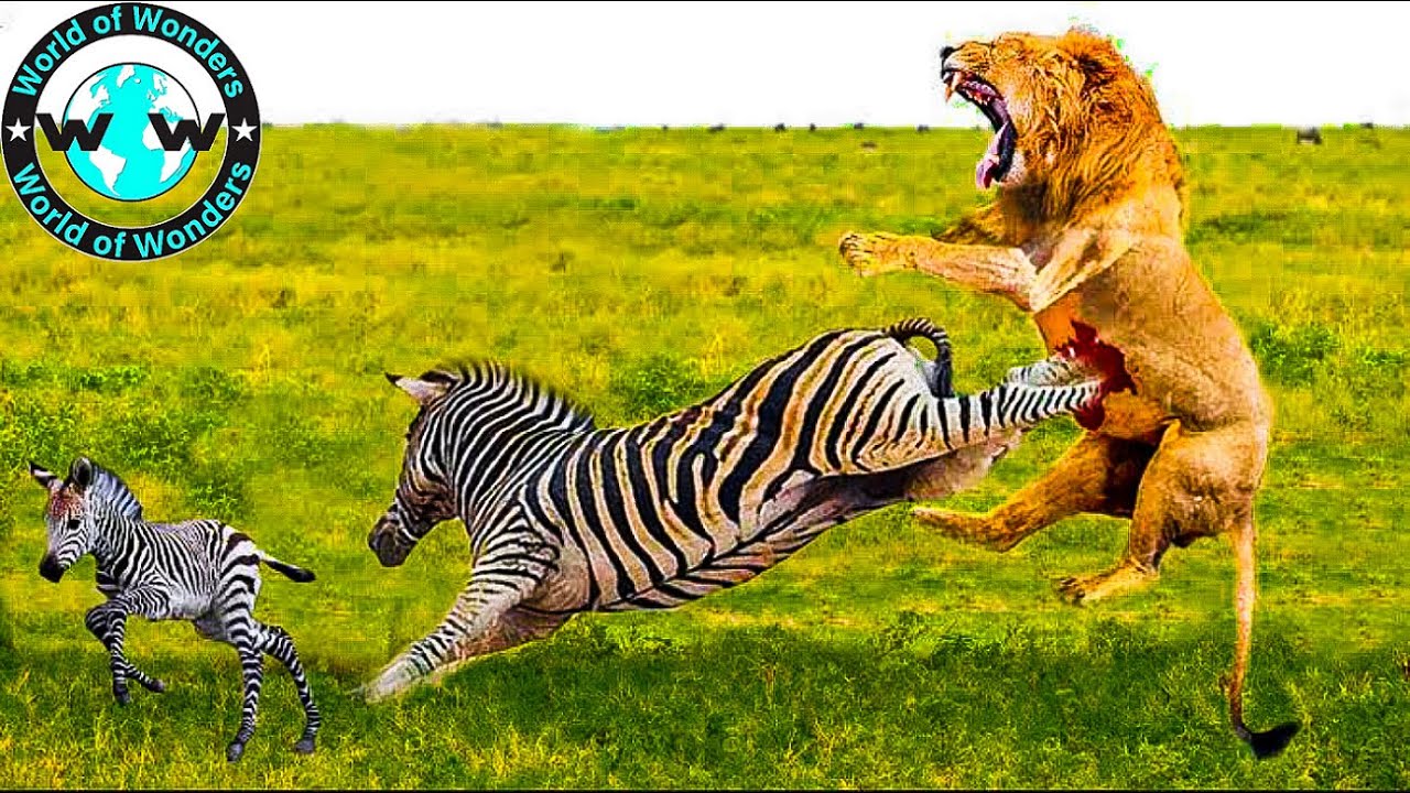 WATCH Best Moments When Zebra Fights Consecutively With Lion To Survive🦓 VS🦁