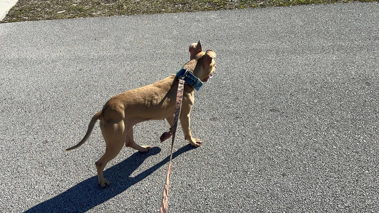 Watch my 23 cook #apbt #dogs