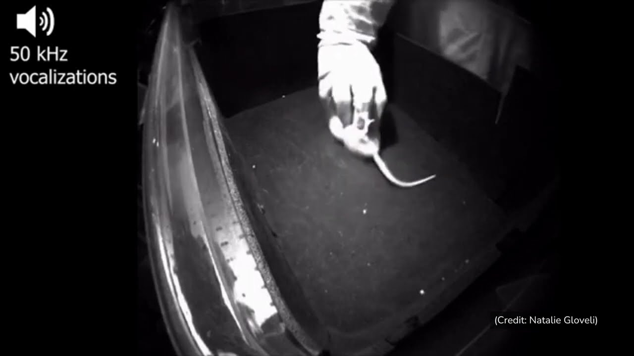 Watch Rats Laugh As Scientists Tickle Them
