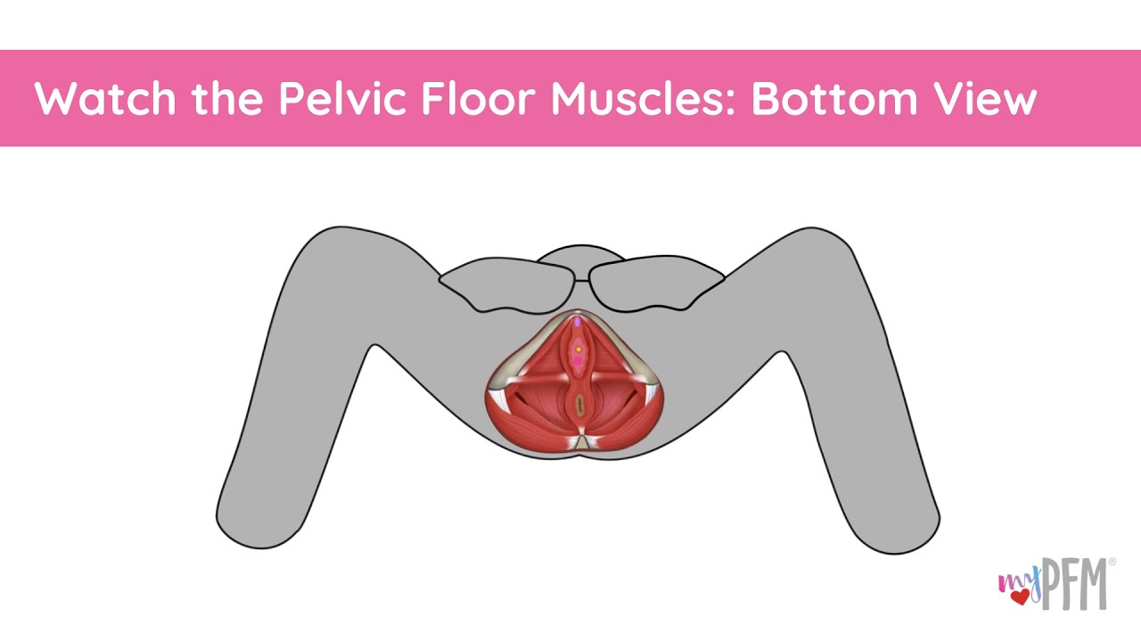 Watch the pelvic floor muscles work: bottom view