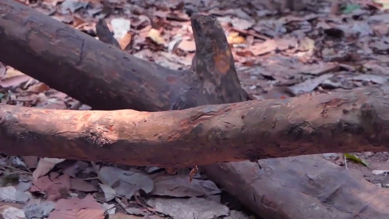 Watch this baby monkey explore the world! 🌍🐒#MonkeyAdventures #BabyAnimal #CutieAlert