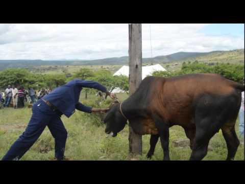 Watch Video:  Man slaughters cow during reconciliation ceremony