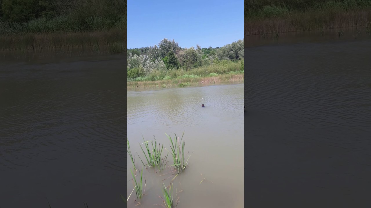 Water aport training # Ch Armin od Vojnovica # jagdterrier