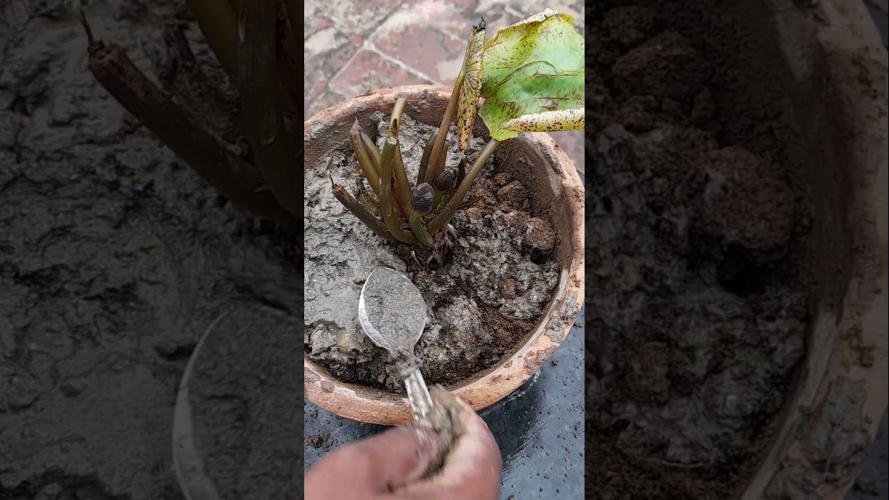 Water Lily *ASMR*!! #asmr #waterlily