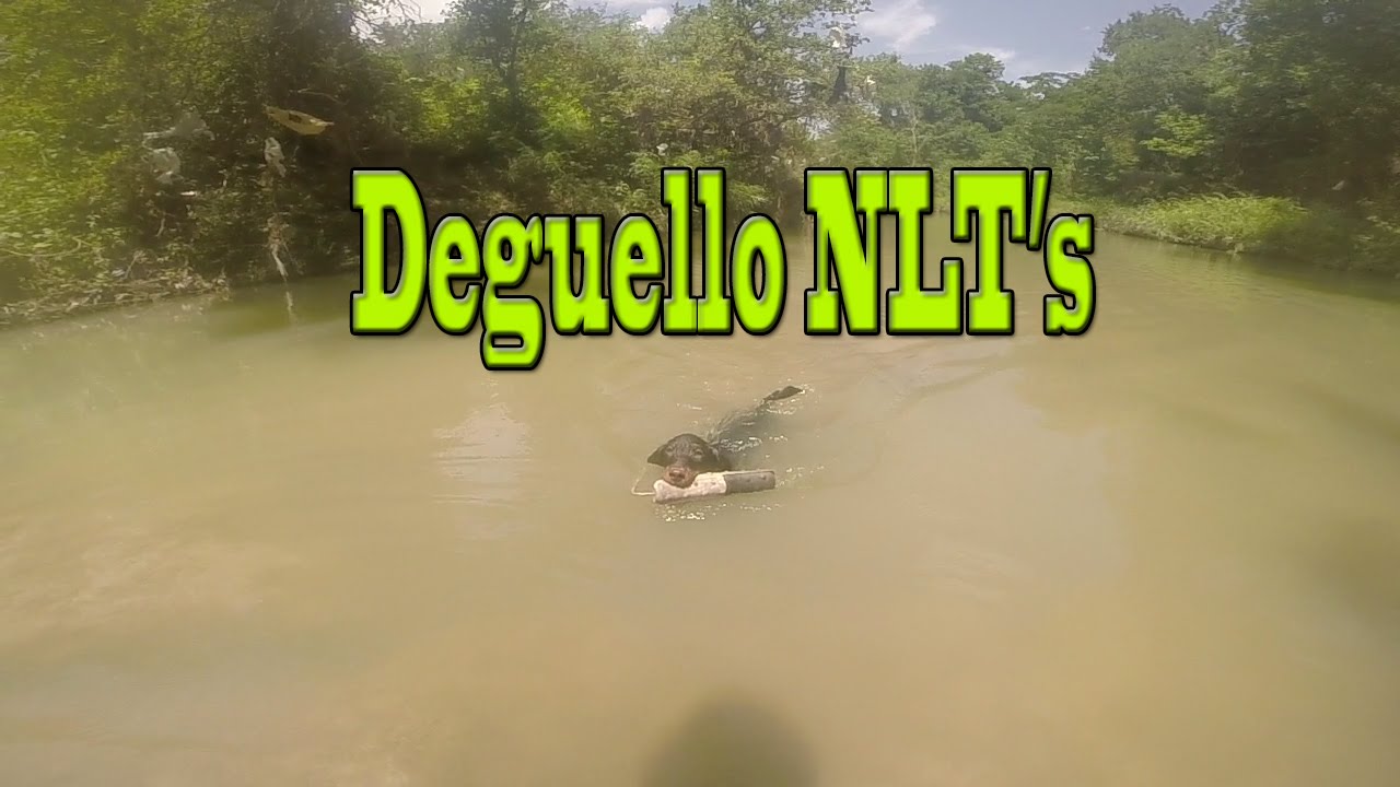 Water retrieve with 4 month old German Jagdterrier