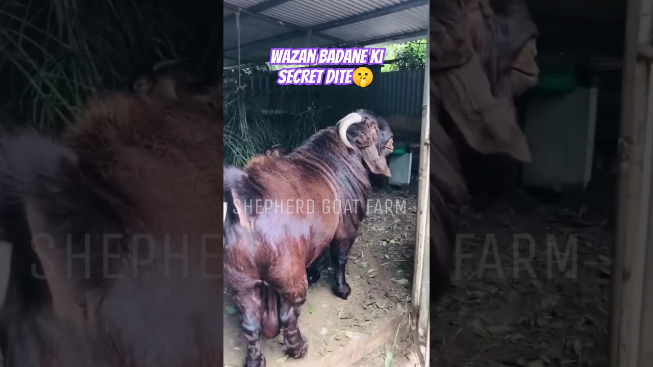 Wazan badane ka dana#goatfarmingtips #goatfarminindia #goatfarming