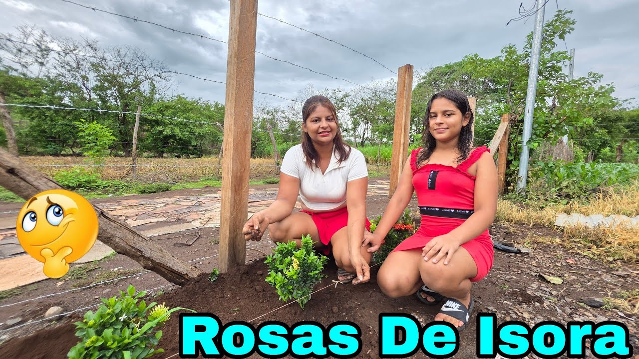 WE BOUGHT ROSES
