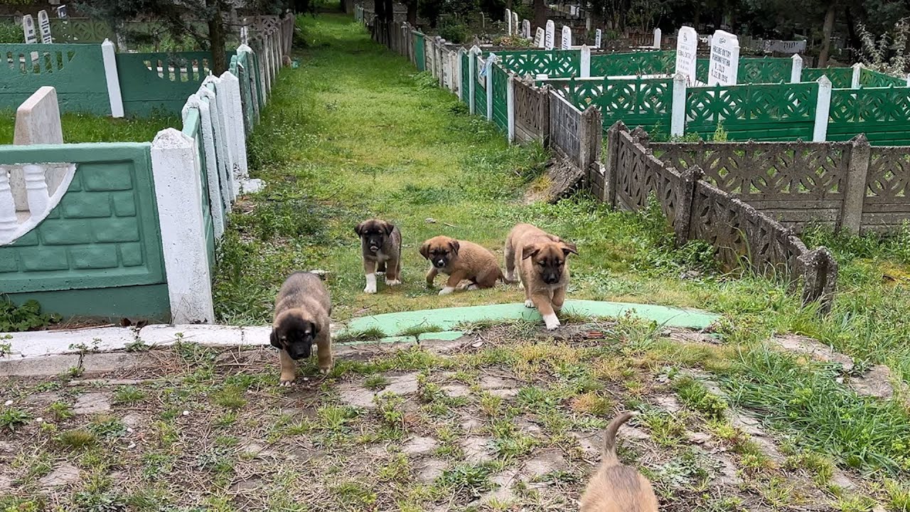 We found some motherless puppies abandoned in the cemetery and got them into our car