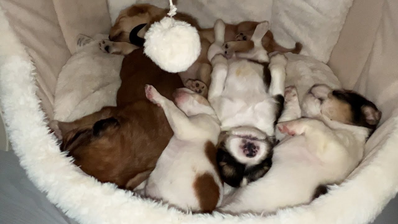 We had to care for very little puppies at home whose mother went missing.