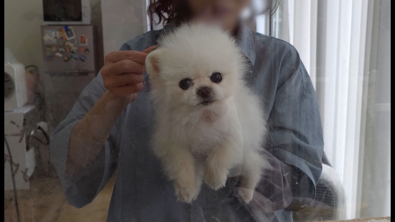 We Had to Cut It Short at the Pet Hair Salon Because...!