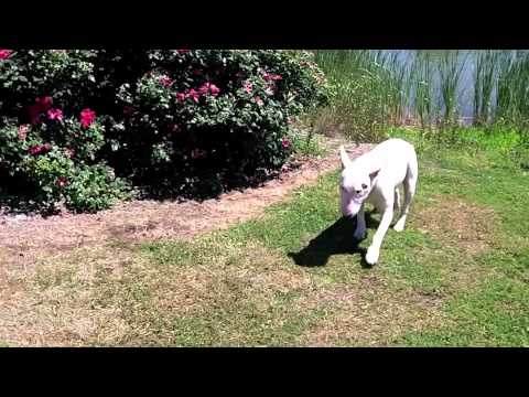Web series 1, Episode 3: Attack of the Stick Monsters, part 2 — Tugg the Bull Terrier