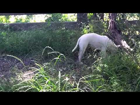 Web Series 1, Episode IV: Attack of the Stick Monsters, part 3 - Tugg the Bull Terrier