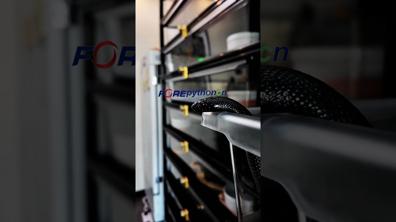 Welcome to Forepythoncn, a professional reptile cage company with ten years of production experience
