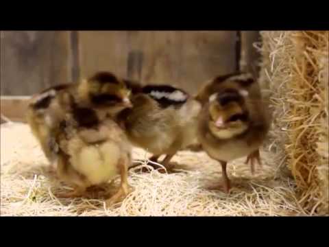 Welsummer Chicks