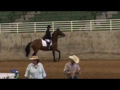 Wendy and Xena - Sport Horse - All Breed Summer Classic '14