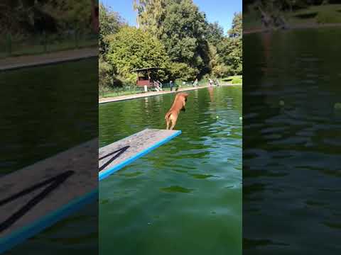 Westfalenterrier Wilma Apport vom Einmeter-Brett